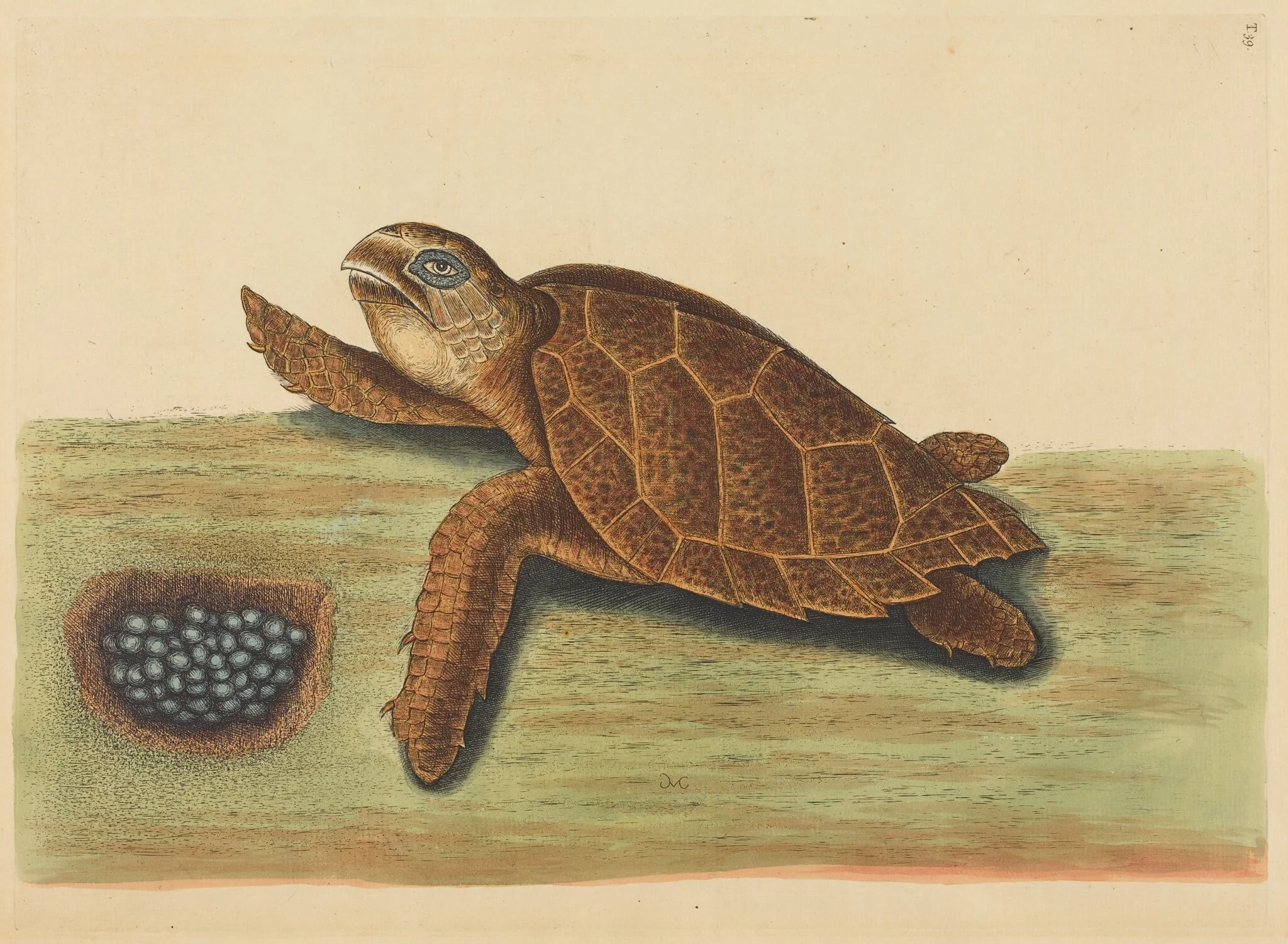 The Hawks-bill Turtle (Testudo caretta), detail