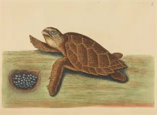 The Hawks-bill Turtle (Testudo caretta), by Mark Catesby, ink, 1737