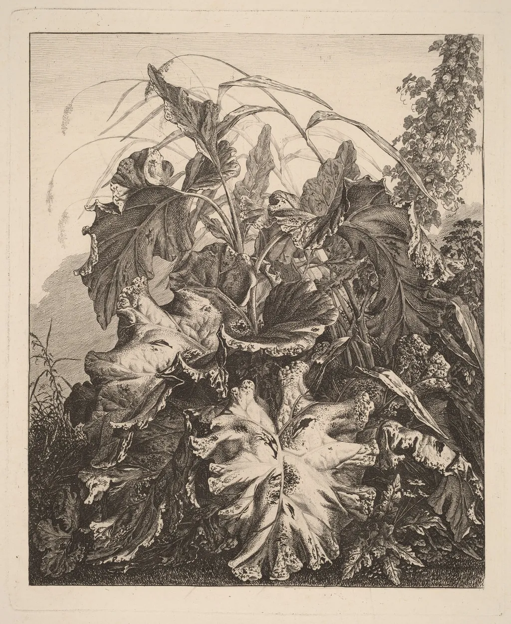 Foliage with Reeds, by Carl Wilhelm Kolbe, ink