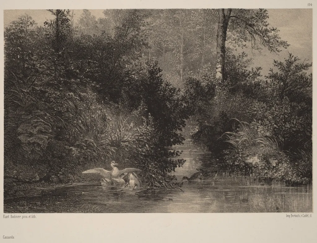 Canards, by Karl Bodmer, ink, 1851