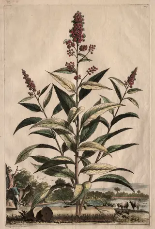 Phytographia Curiosa:  Spiraea Theophrasti, by Abraham Munting, 1667