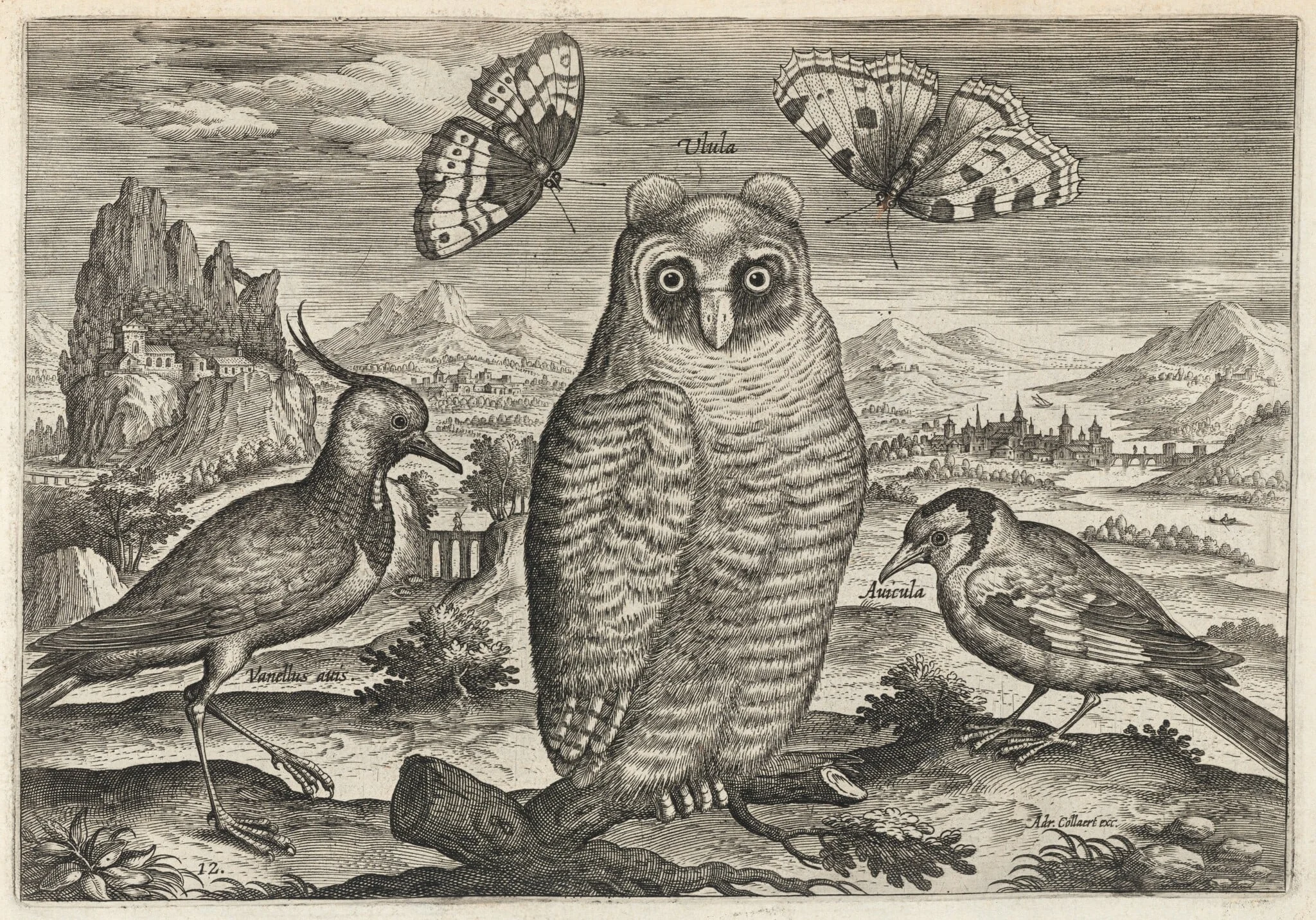 Lapwing, Long Eared Owl, and Goldfinch, detail