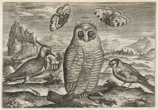 Lapwing, Long Eared Owl, and Goldfinch, by Adriaen Collaert, ink, 1600