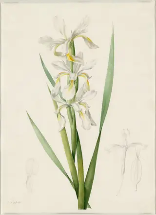Iris ochroleuca, by Pierre Joseph Redouté, watercolor, 1809