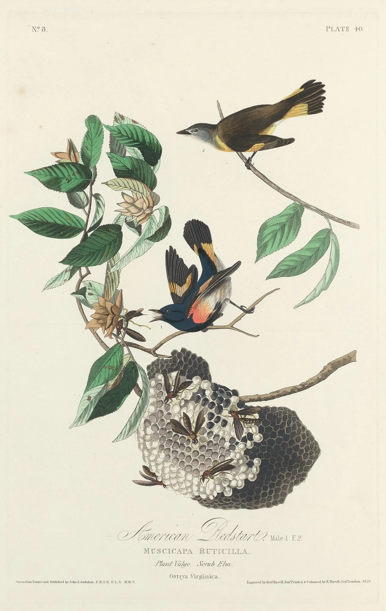 American Redstart, detail