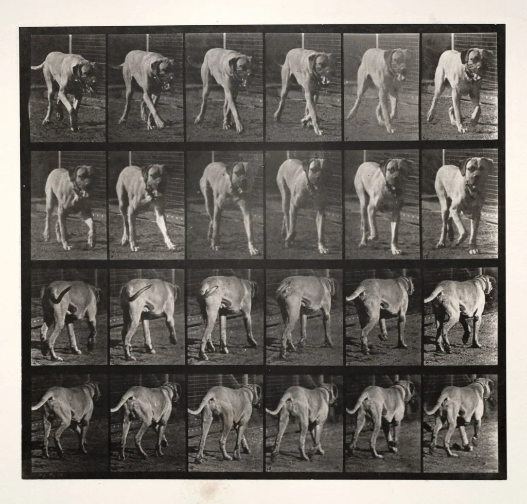 "Dread" Trotting, by Eadweard J. Muybridge, 1887