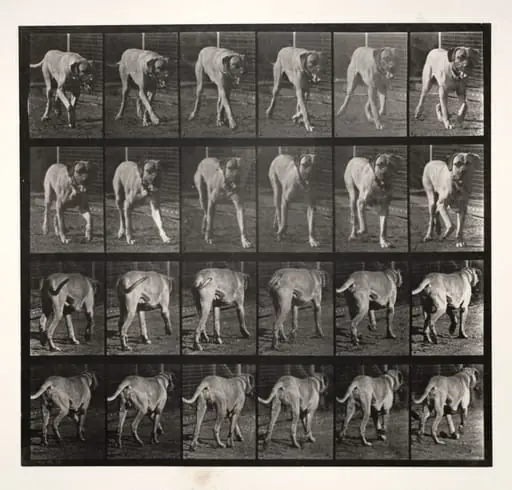 "Dread" Trotting, by Eadweard J. Muybridge