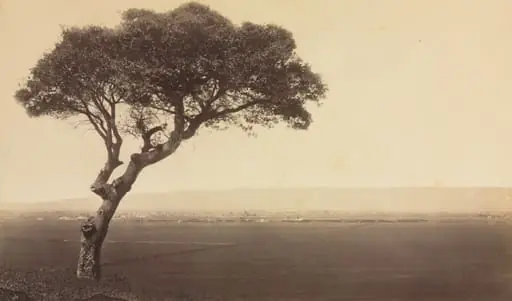 Untitled (Landscape near Watsonville, California), by Eadweard J. Muybridge