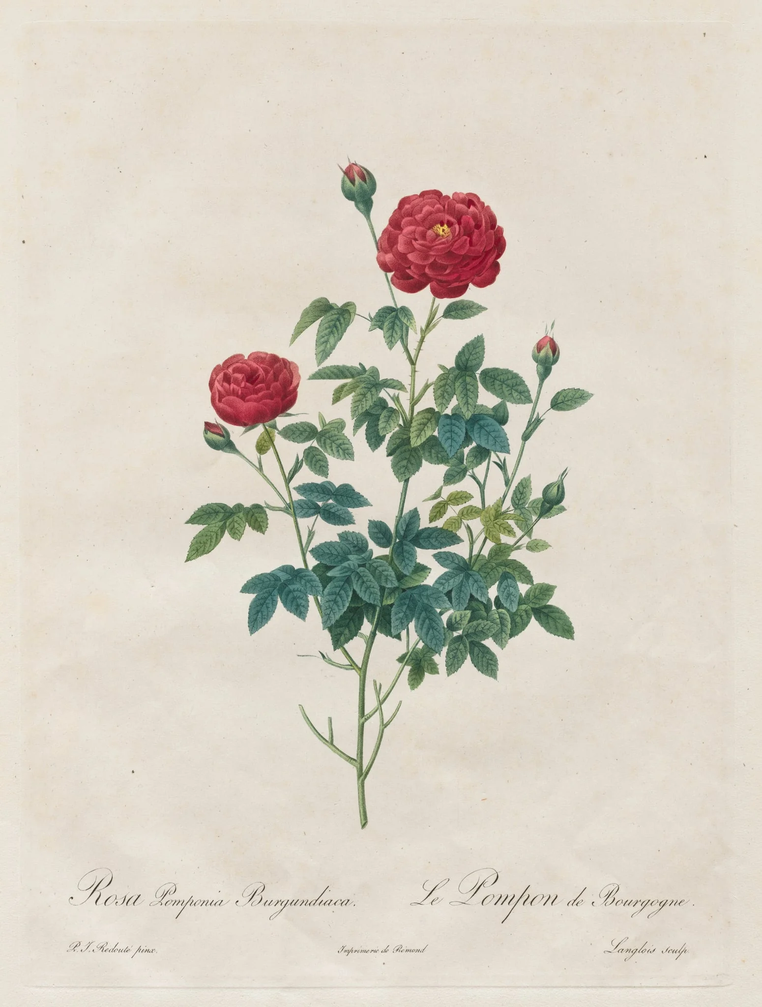 Pompon Rose, detail
