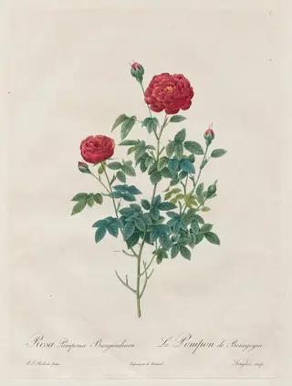 Pompon Rose, by Henry Joseph Redouté, 1820