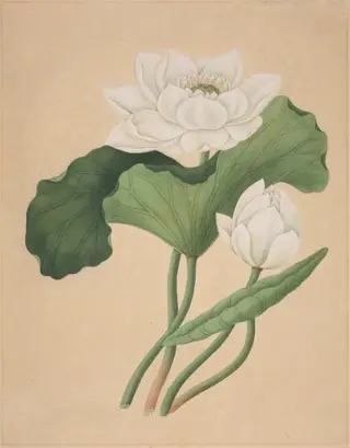 East Indian Lotus (Nelumbo nucifera)