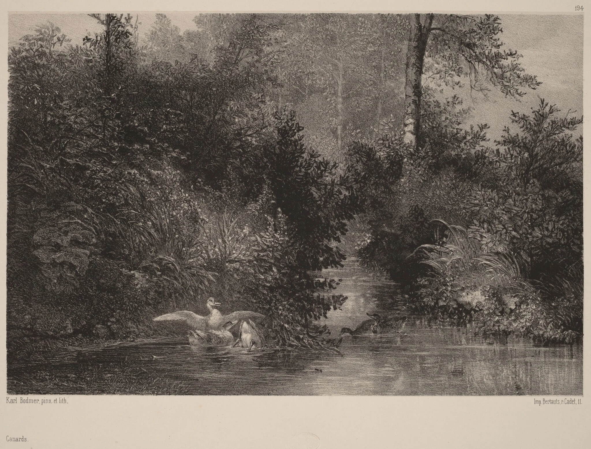Canards, detail