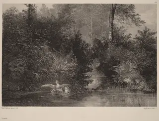 Canards, by Karl Bodmer, ink, 1864