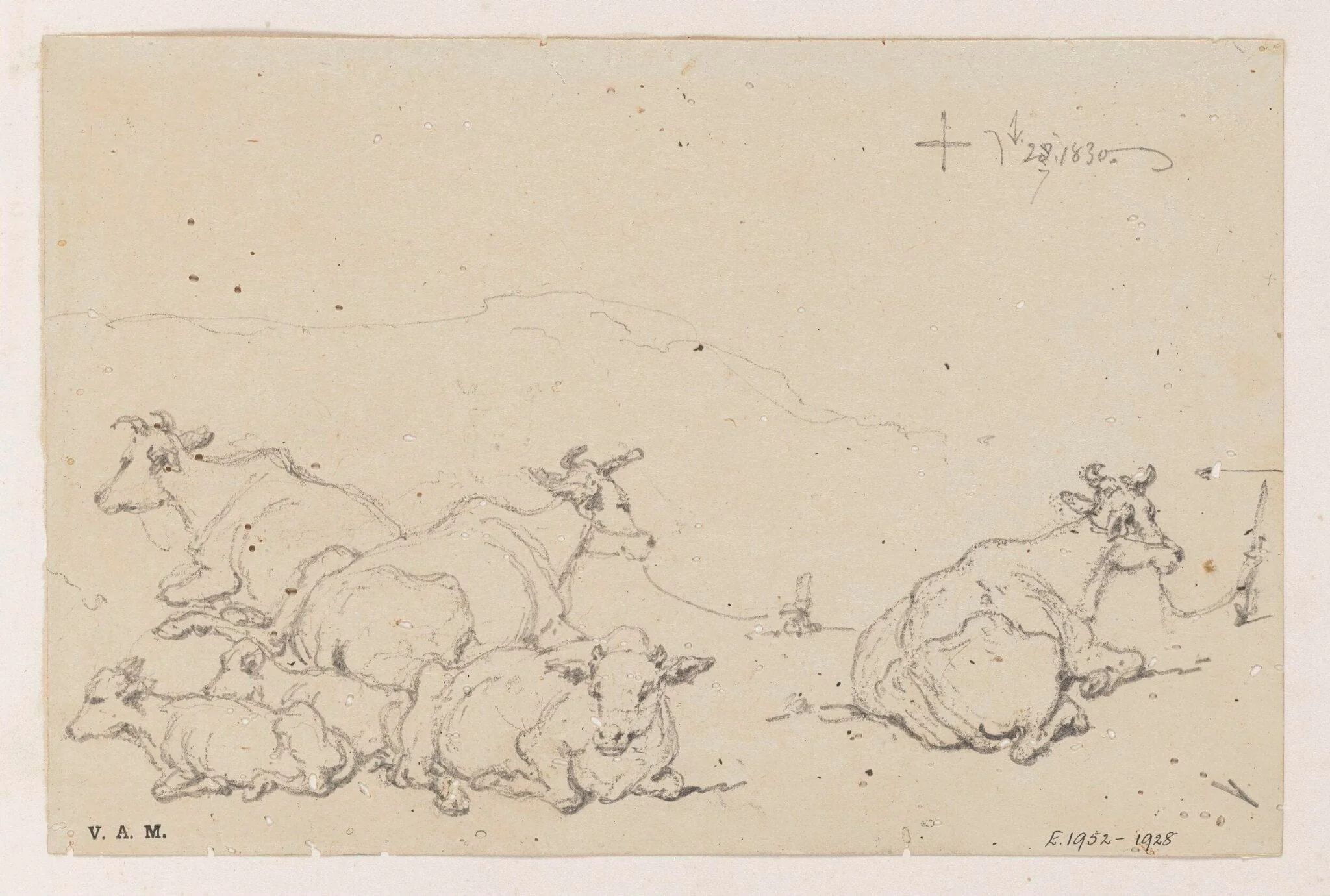 Studies of cows, detail