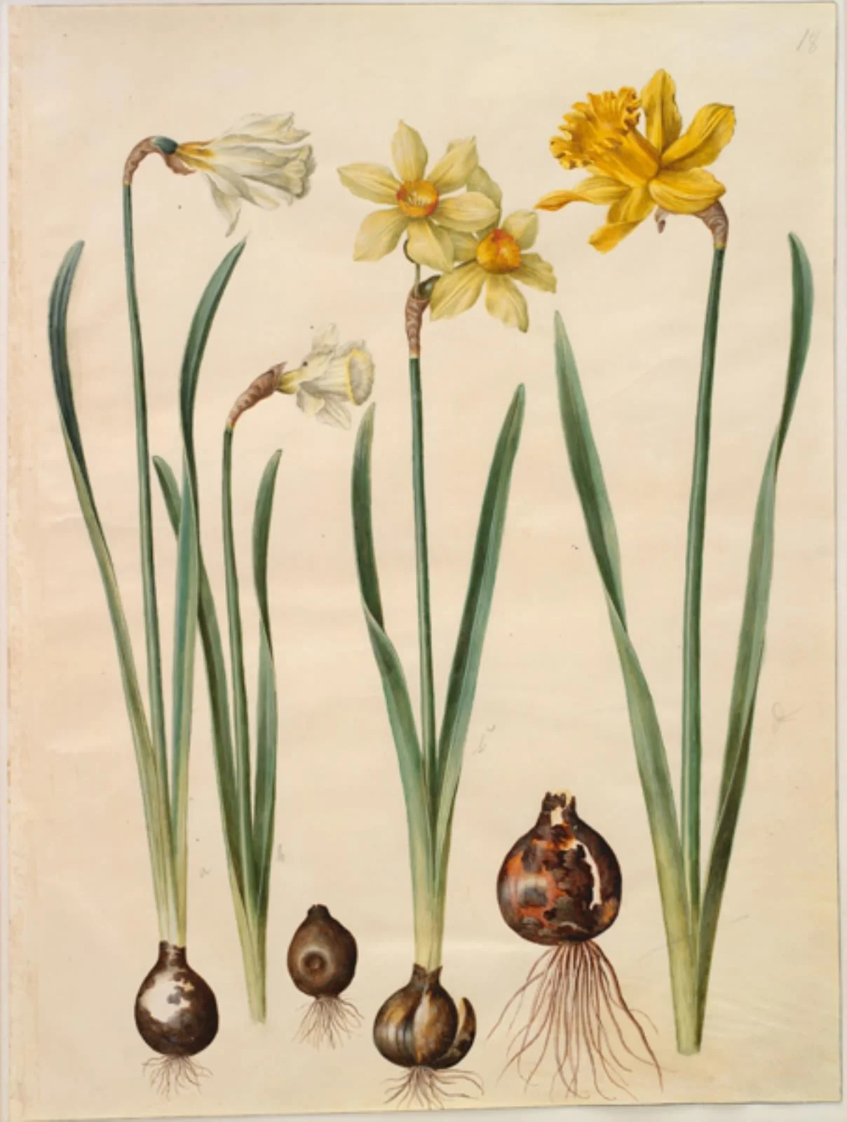 Narcissus pseudonarcissus moschatus (moskus-narcis); Narcissus ×medioluteus (toblomstret narcis); Narcissus pseudonarcissus major (stor påskelilje), detail