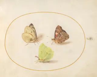 Plate 14: Common Brimstone, Painted Lady, and Clouded Yellow Butterflies, by Joris Hoefnagel, gouache, 1594