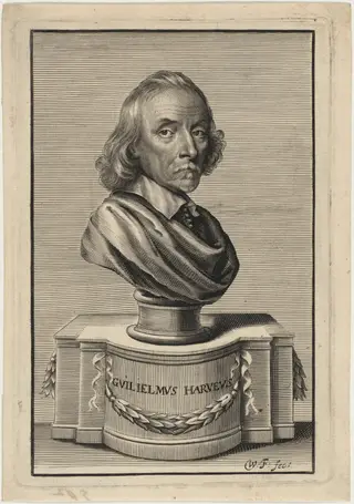 William Harvey, M.D., by William Faithorne, ink, 1653