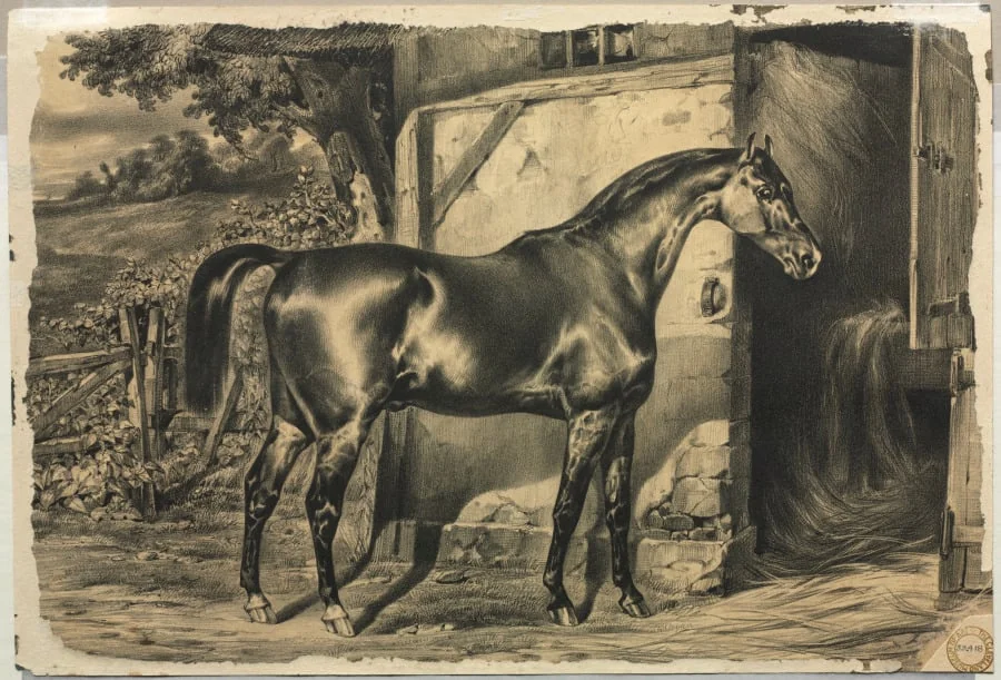 Horse in Front of a Barn (verso), detail