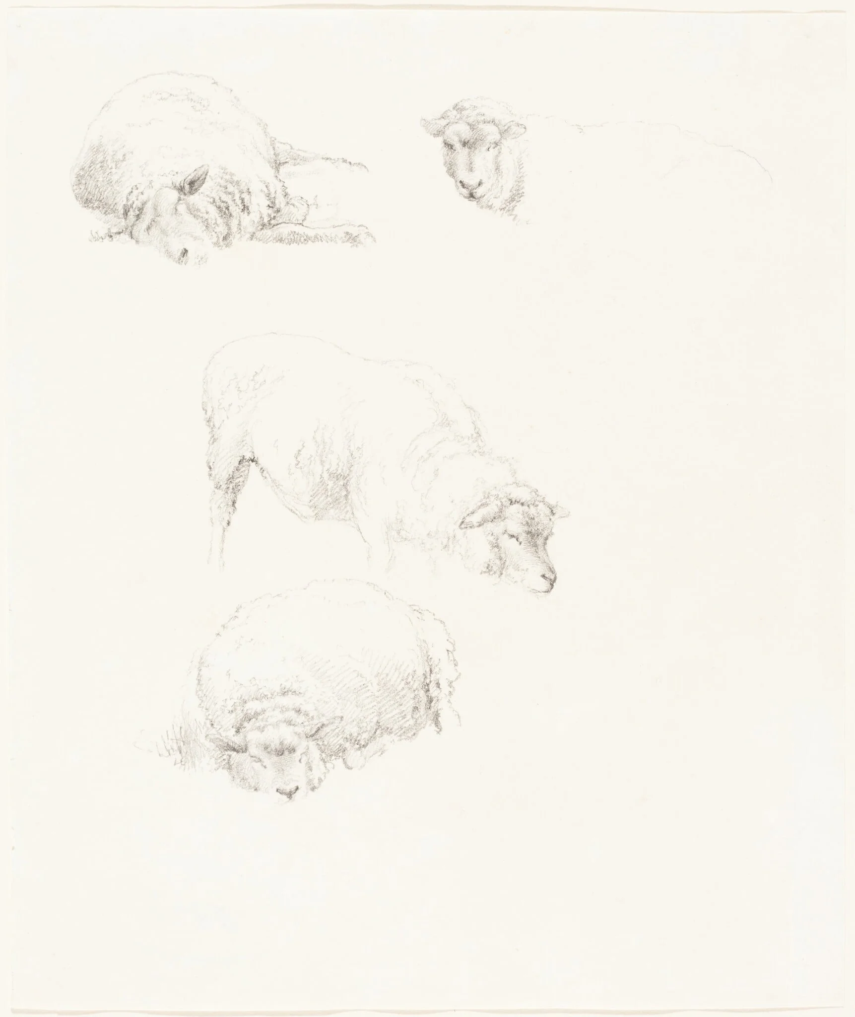 Studies of Sheep, detail