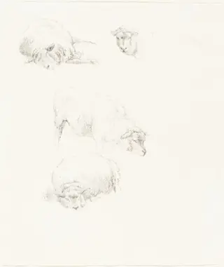 Studies of Sheep, by Robert Hills, graphite, 1806