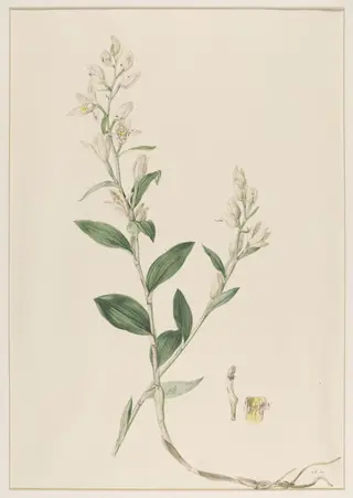 Epipactis Ensifolia, by Johann Knapp, watercolor