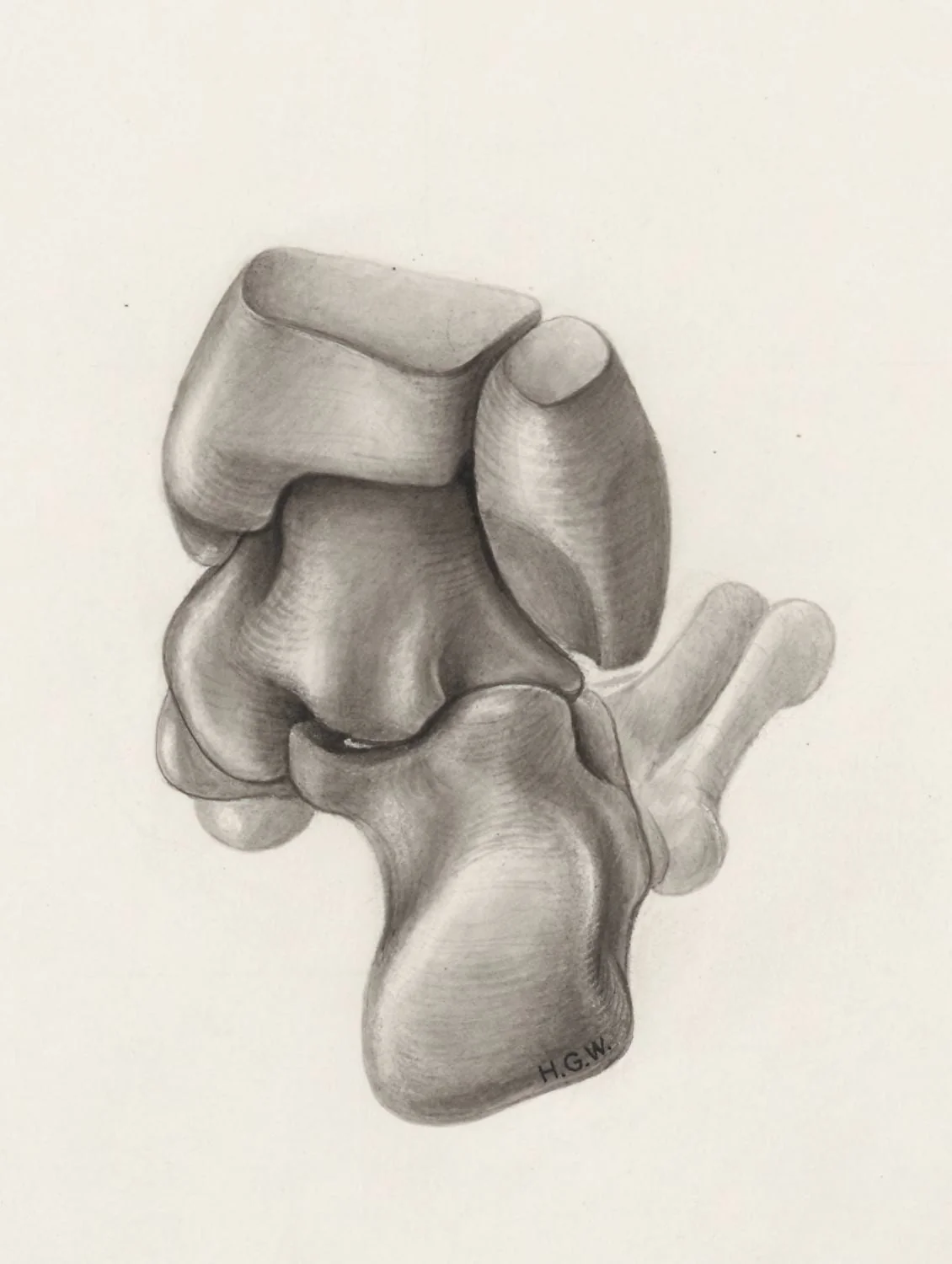 Musculoskeletal system of the lower extremity, detail