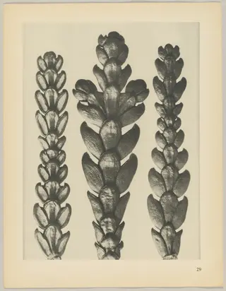 Thujopsis dolabrata, by Karl Blossfeldt, 1928