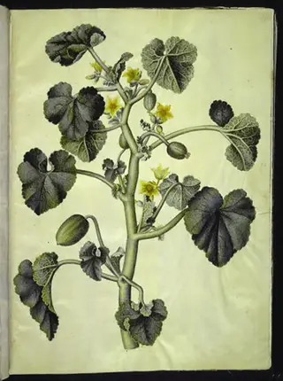 Ecballium elaterium (æselagurk)