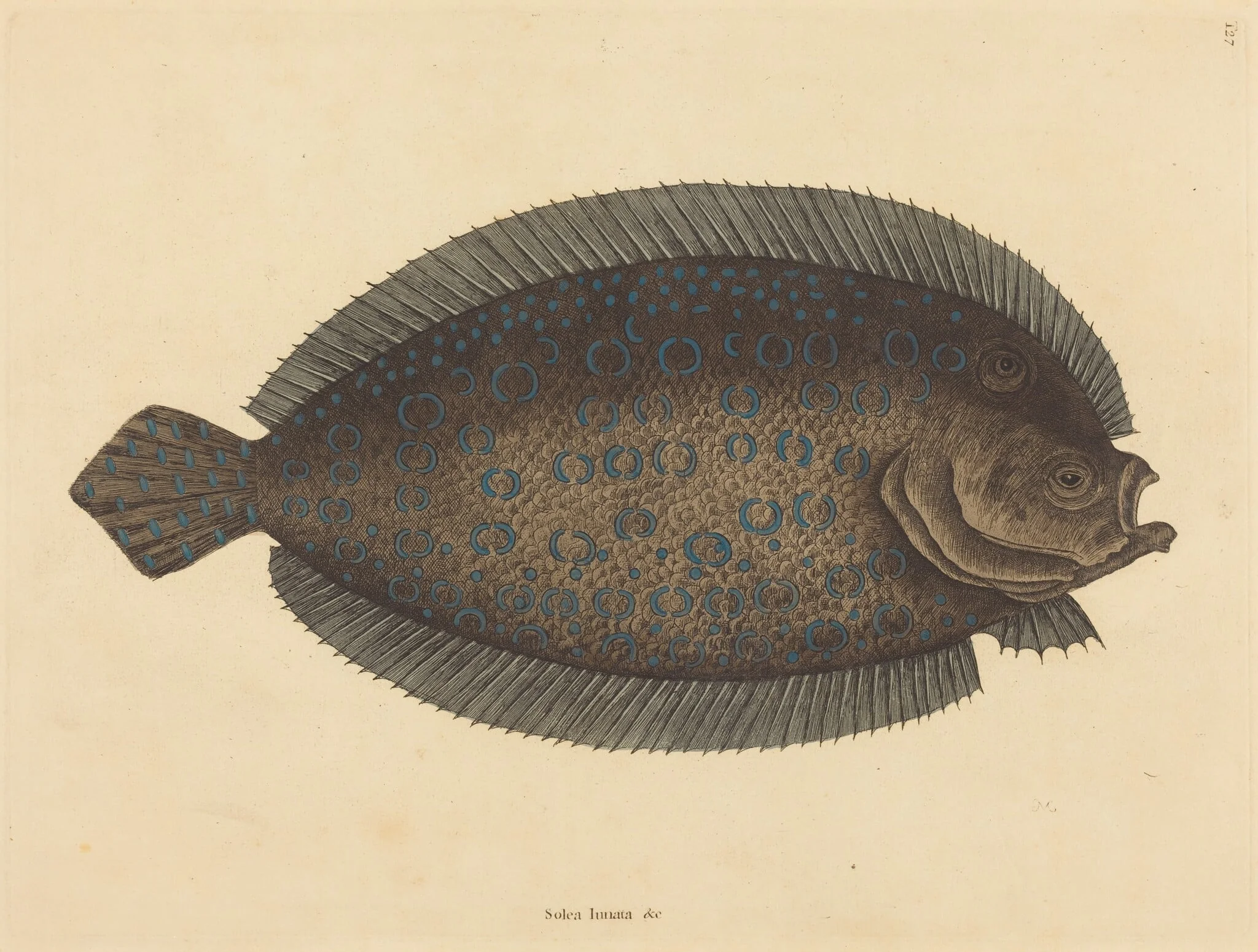 The Sole (Pleuronectes lunatus), detail