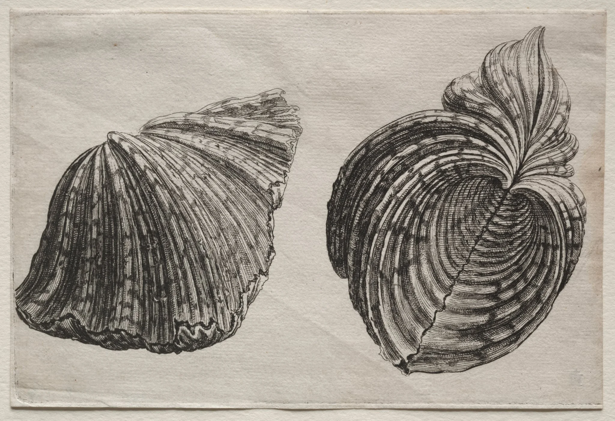 Shells: Hippopus maculatus Lam, detail