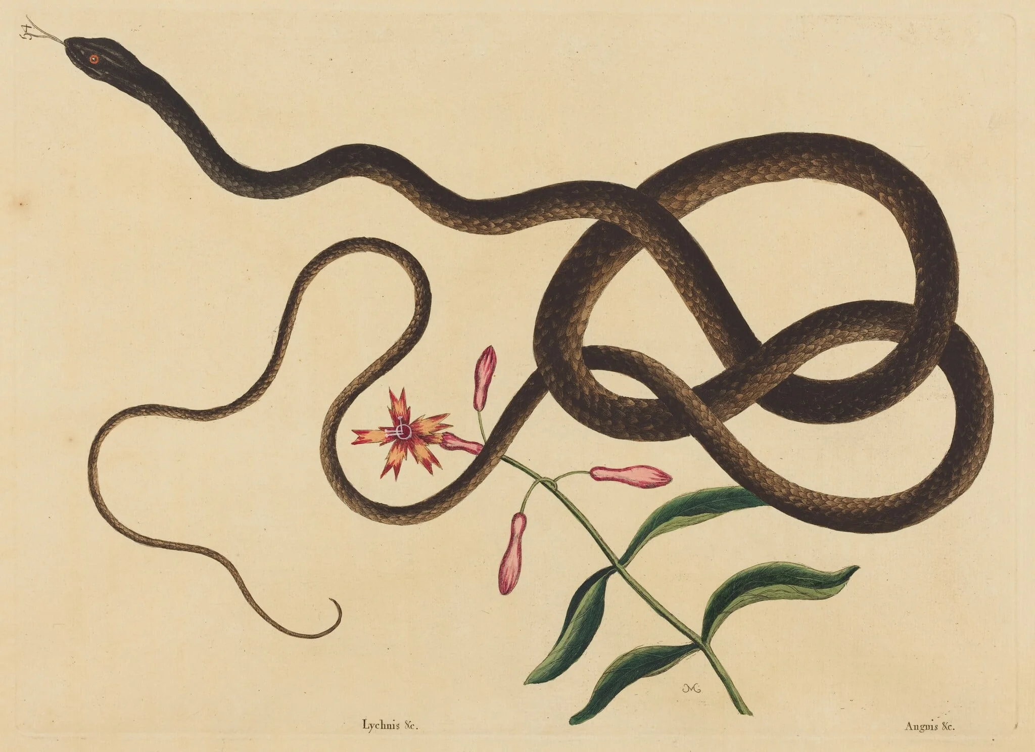 The Coach-Whip Snake (Coluber flagellum), detail