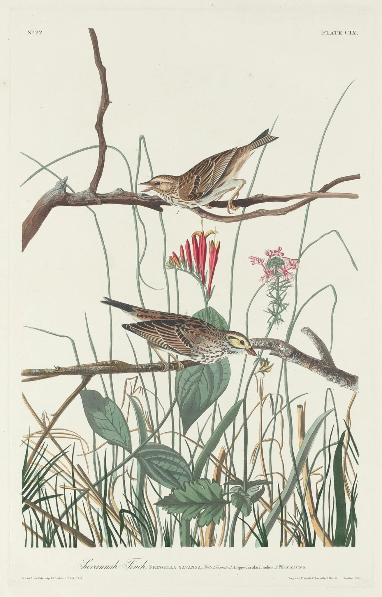 Savannah Finch, detail