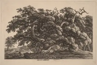 A Widely Expanding Oak Tree, by Carl Wilhelm Kolbe, ink