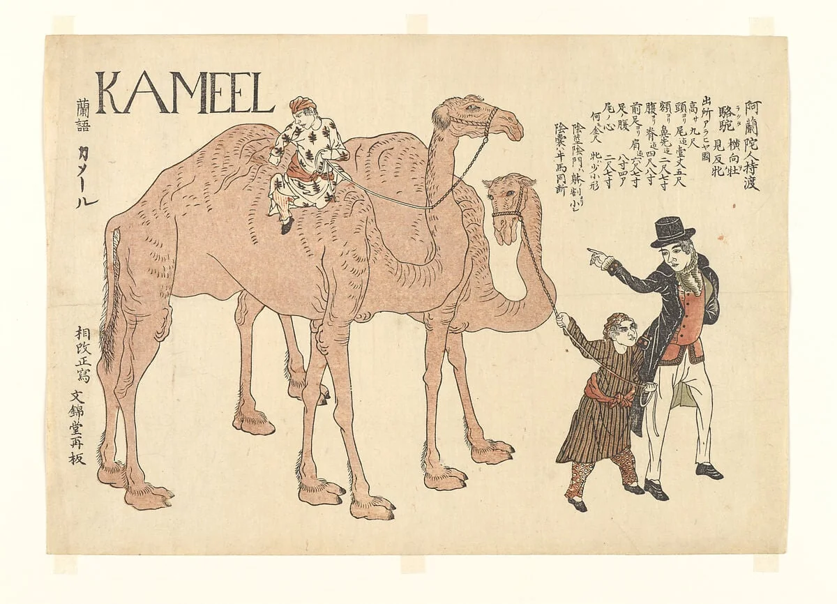 「阿蘭陀人持渡駱駝」|Camels with Dutch Handlers, detail