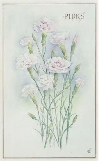 Pinks
