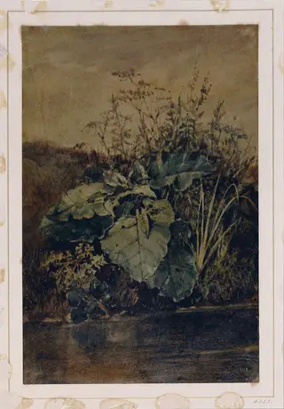 Study of Weeds