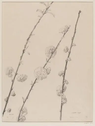 Double Plum, by Edward Ingram Taylor