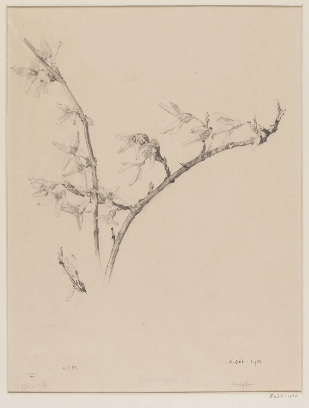Forsythia, by Edward Ingram Taylor, 13