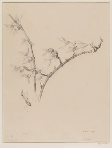 Forsythia, by Edward Ingram Taylor