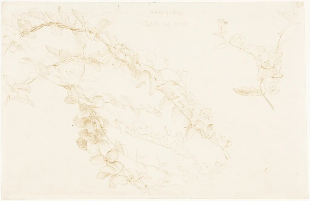 Honeysuckle, by Edward John, Sir Poynter, graphite, 1878