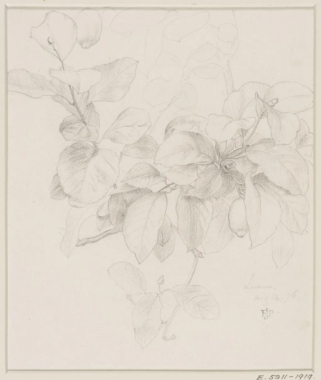 Studies of Flowers and Plants, 1876-1898, by Edward John, Sir Poynter, 11