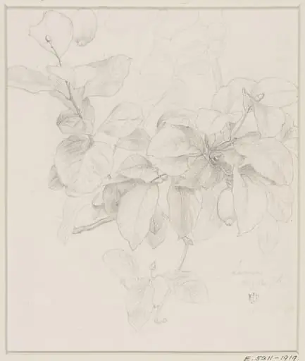 Studies of Flowers and Plants, 1876-1898