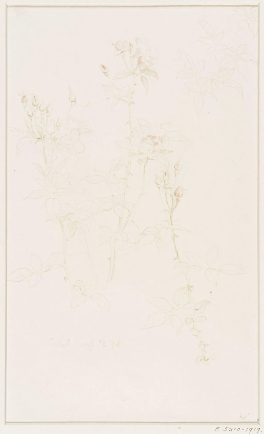 Studies of Flowers and Plants, 1876-1898, by Edward John, Sir Poynter, 11