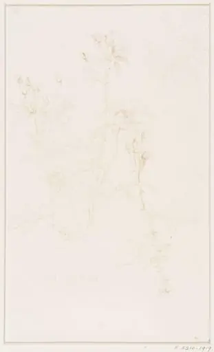 Studies of Flowers and Plants, 1876-1898, by Edward John, Sir Poynter
