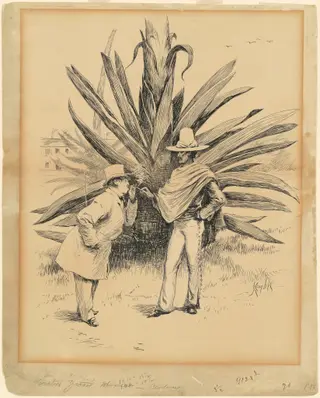 Cactus from Mexico, by Edward Kemble