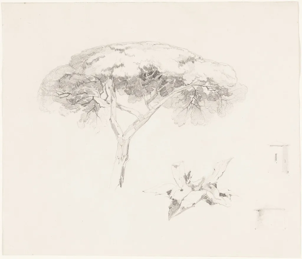 Umbrella Pine and Other Studies, by Edward Lear, graphite, 1842