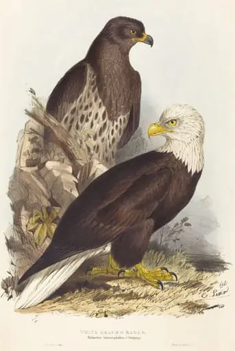 White Headed Eagle (Haliaetus leucocephalus), by Edward Lear