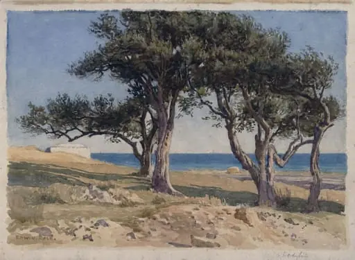 Old Olive Trees, Bordighera, by Edwin Bale