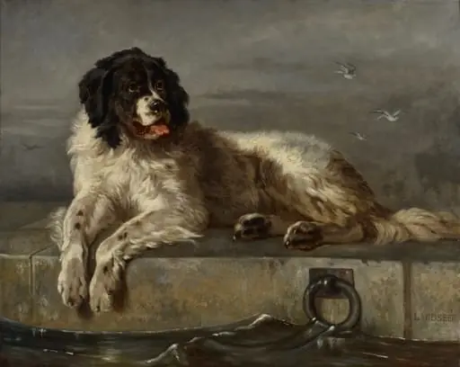 Newfoundlandinkoira, by Edwin Henry Landseer (mukaan)