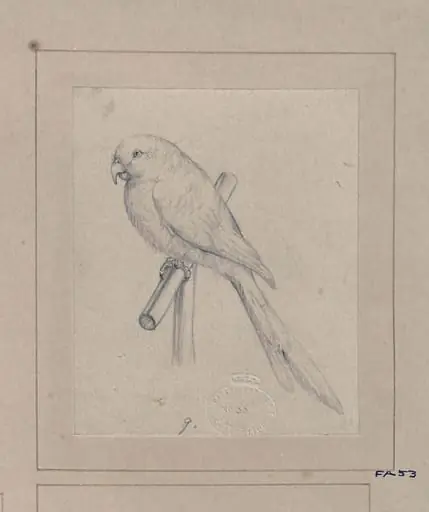 Drawing of a bird, by Edwin Landseer